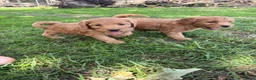 Labradoodle honden te koop: Mooie mini Labradoodle pups! - Advertentie 7