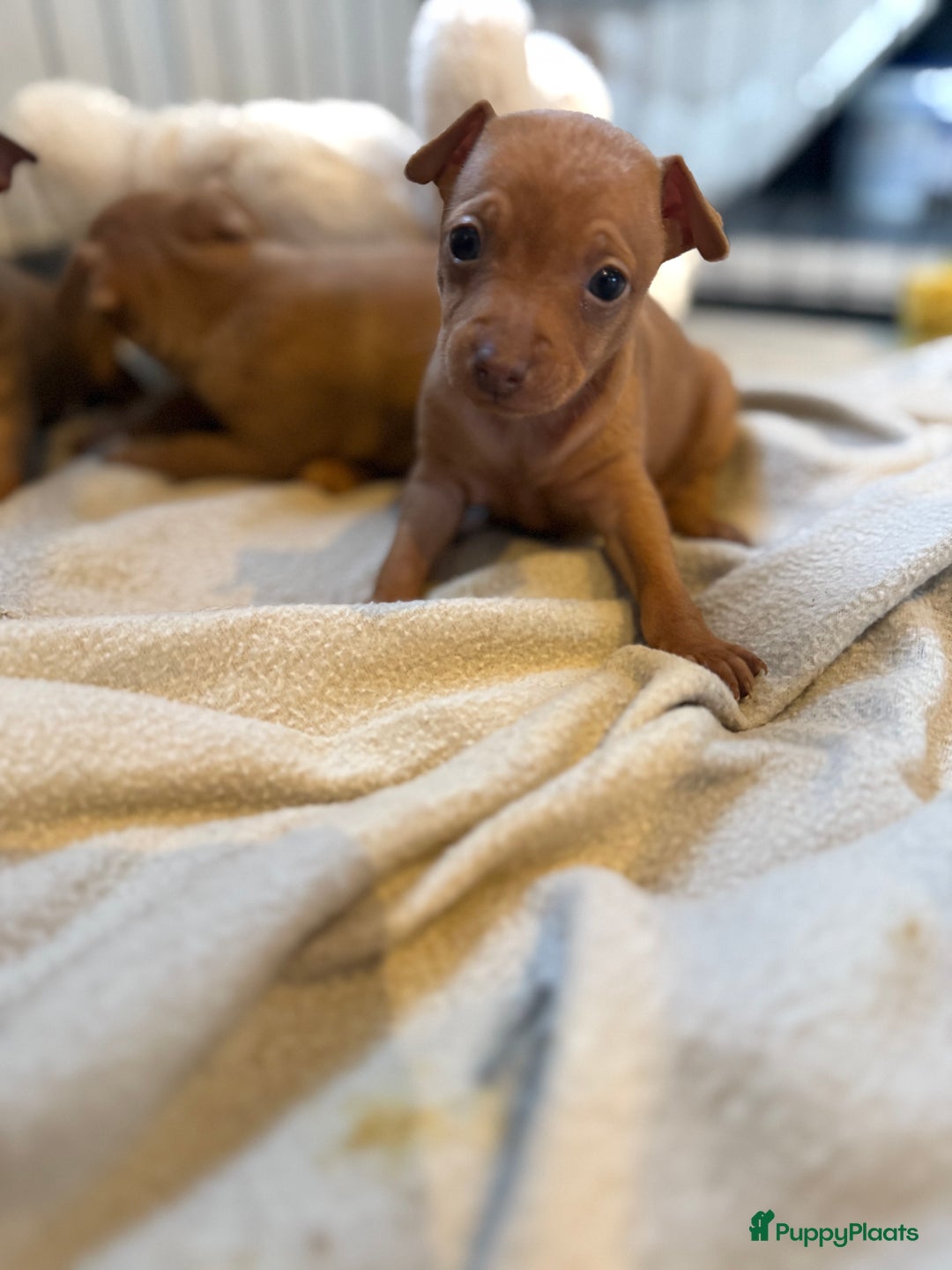 Dwergpinscher honden te koop: Dwergpinscher pups - Advertentie 12
