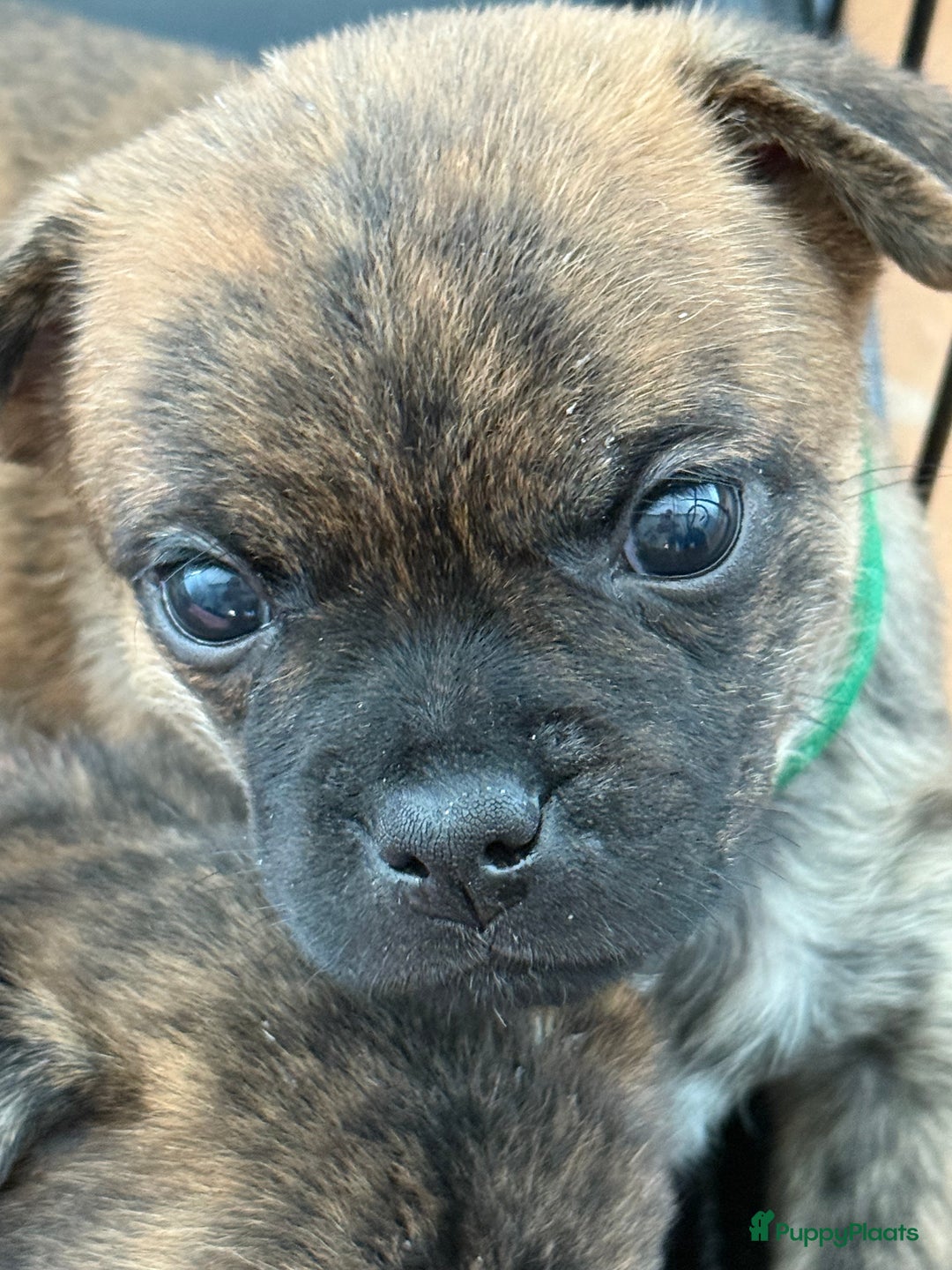 Kruising honden te koop: Kruising AHT American Hairless Terriër X Bulletje  in Hazerswoude-Rijndijk - Afbeelding 14