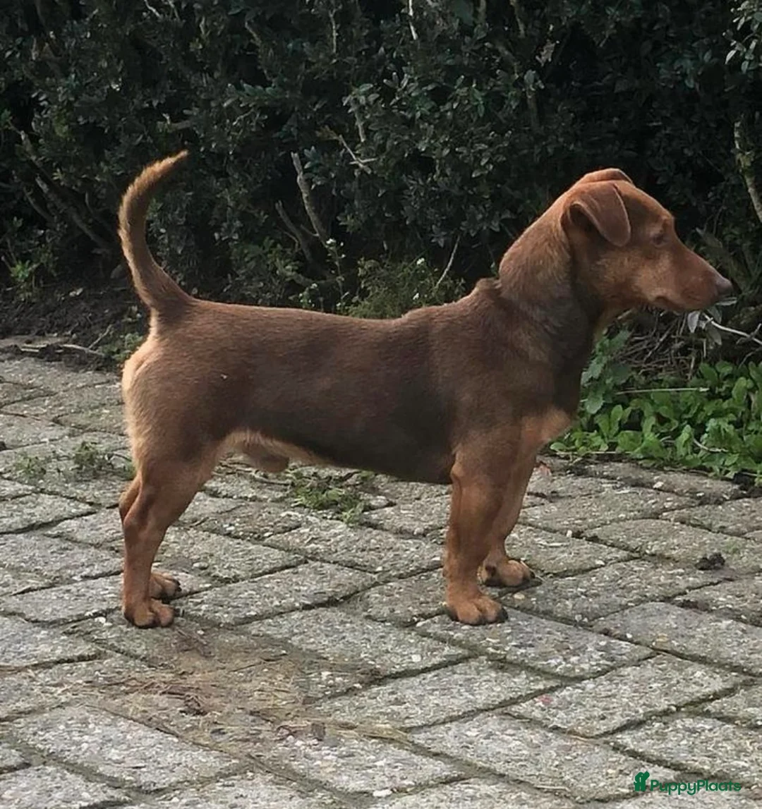 Jack Russel Terriër honden te koop: Stoere Jack Russel pups beschikbaar - Advertentie 31
