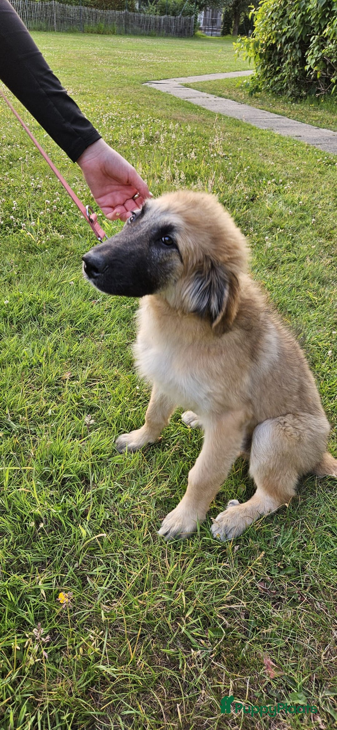 Pyreneese Berghond honden ter adoptie: Kruising portugeze berghond  - Advertentie 3