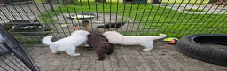 Kruising honden te koop: Wit medium doodle teefje!! - Advertentie 14