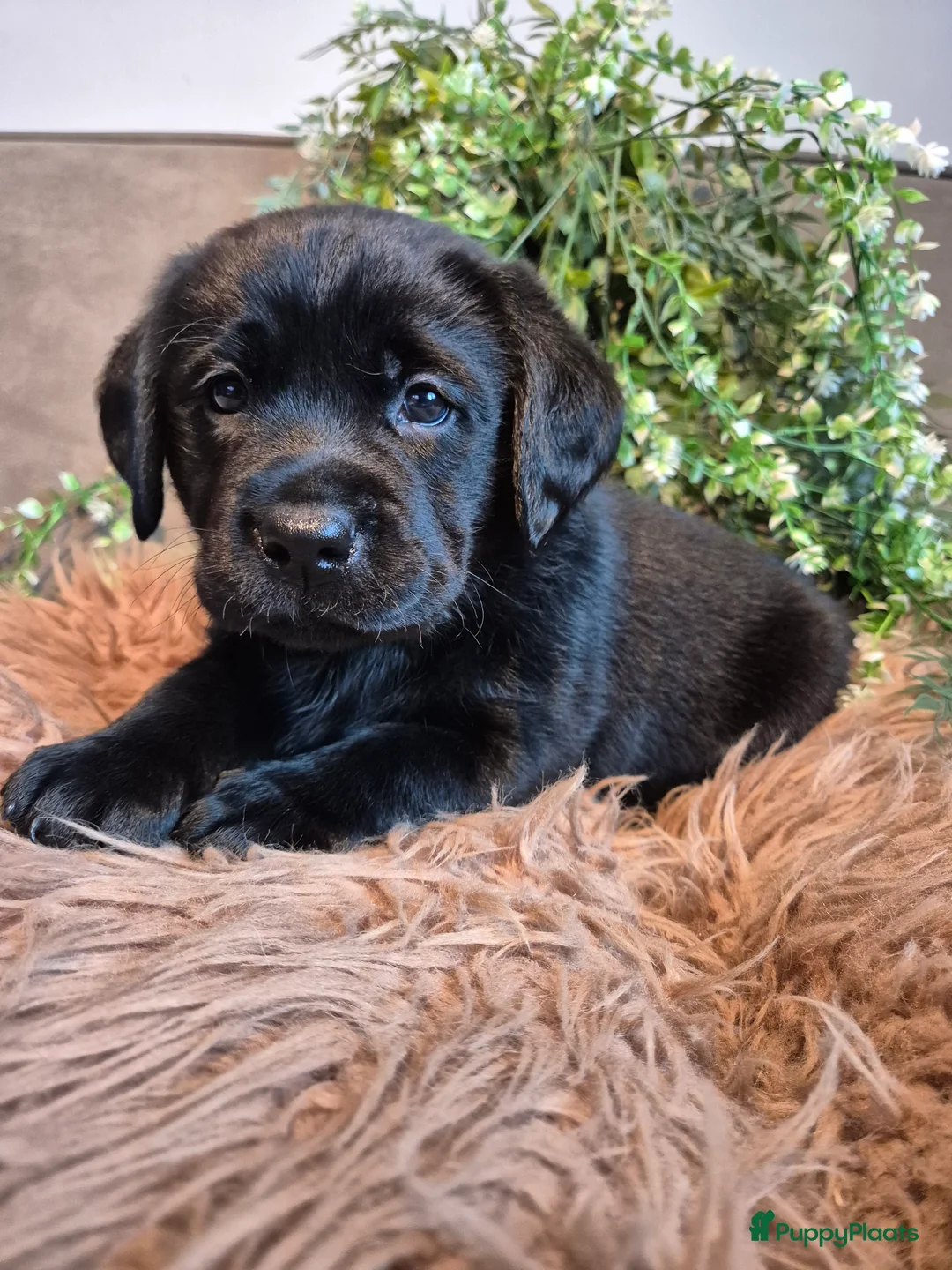 Labrador Retriever honden te koop: Labrador Retriever pups met stamboom  - Advertentie 9