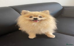 Pomeriaan honden te koop: Volwassen pomeriaan - Afbeelding 3