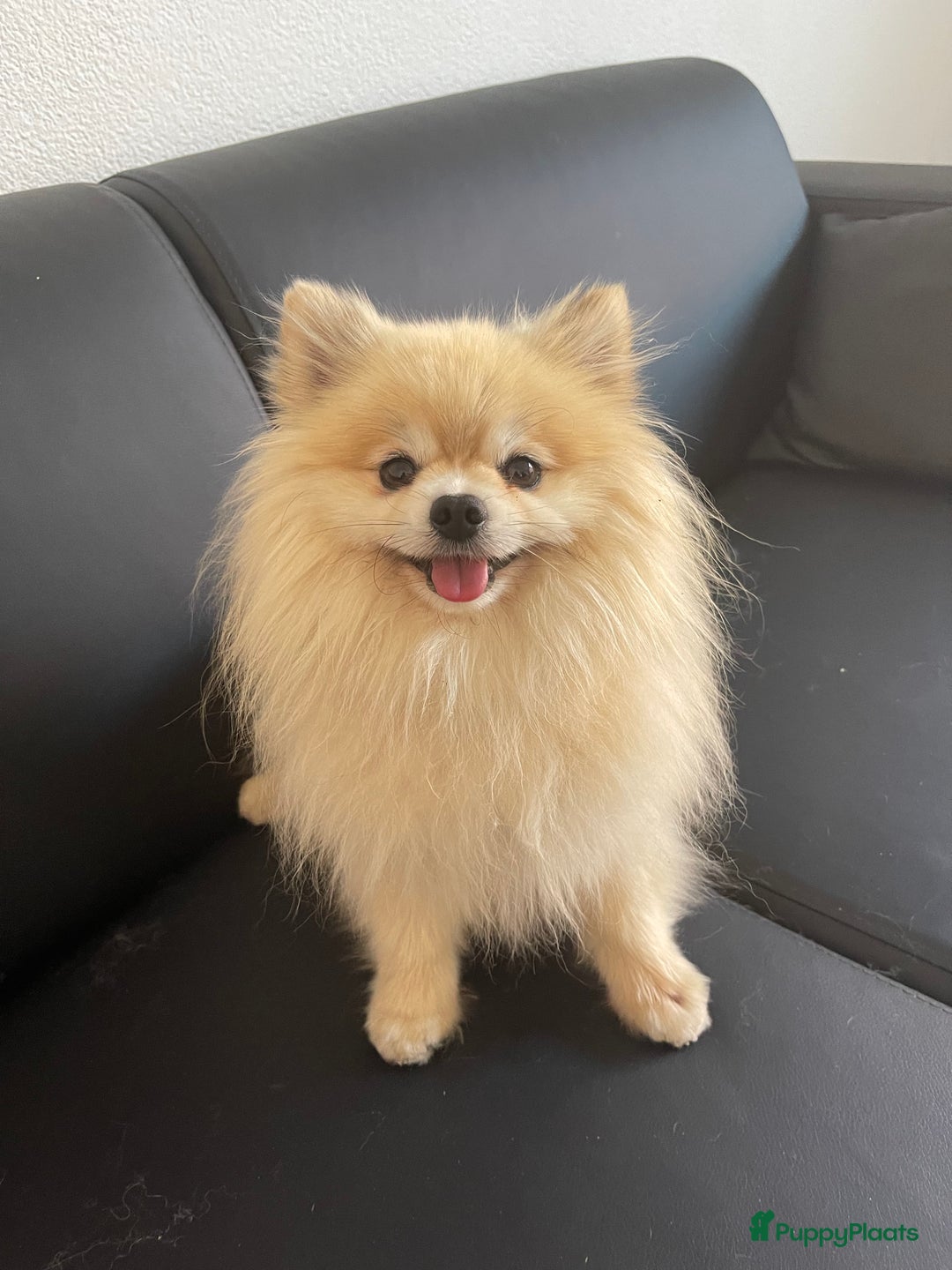 Pomeriaan honden te koop: Volwassen pomeriaan - Afbeelding 3