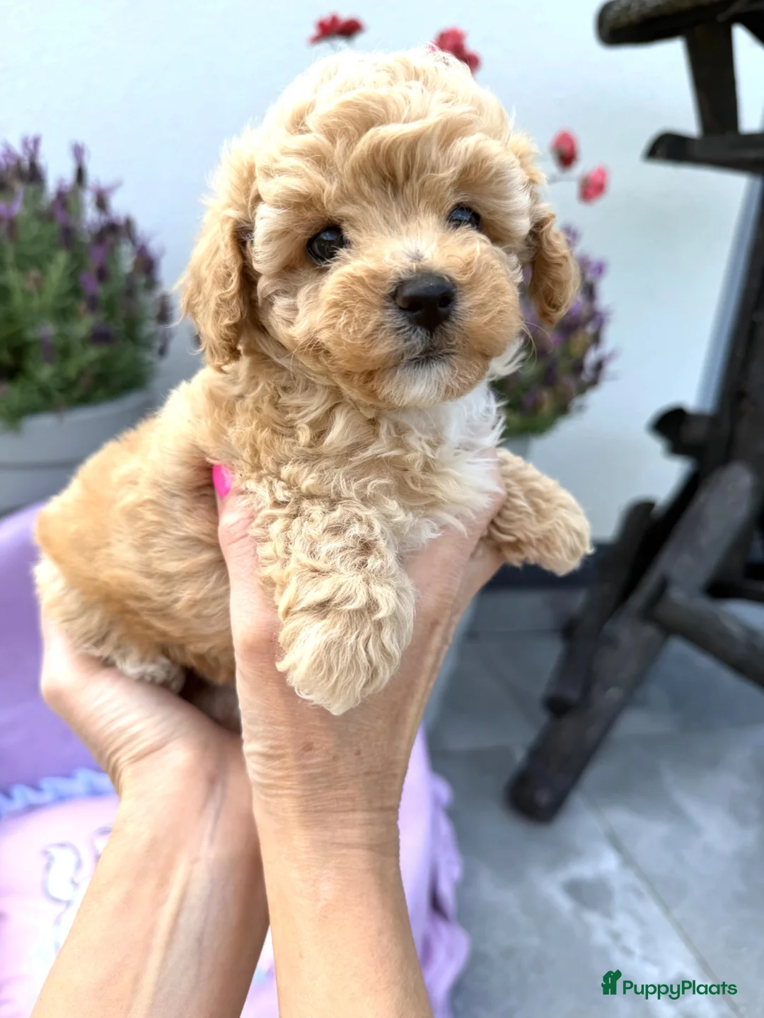 Maltipoo honden te koop: Te reserveren prachtige Maltipoo bij ons geboren  - Advertentie 1