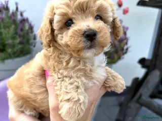 Maltipoo honden Te reserveren prachtige Maltipoo bij ons geboren - Advertentie 7