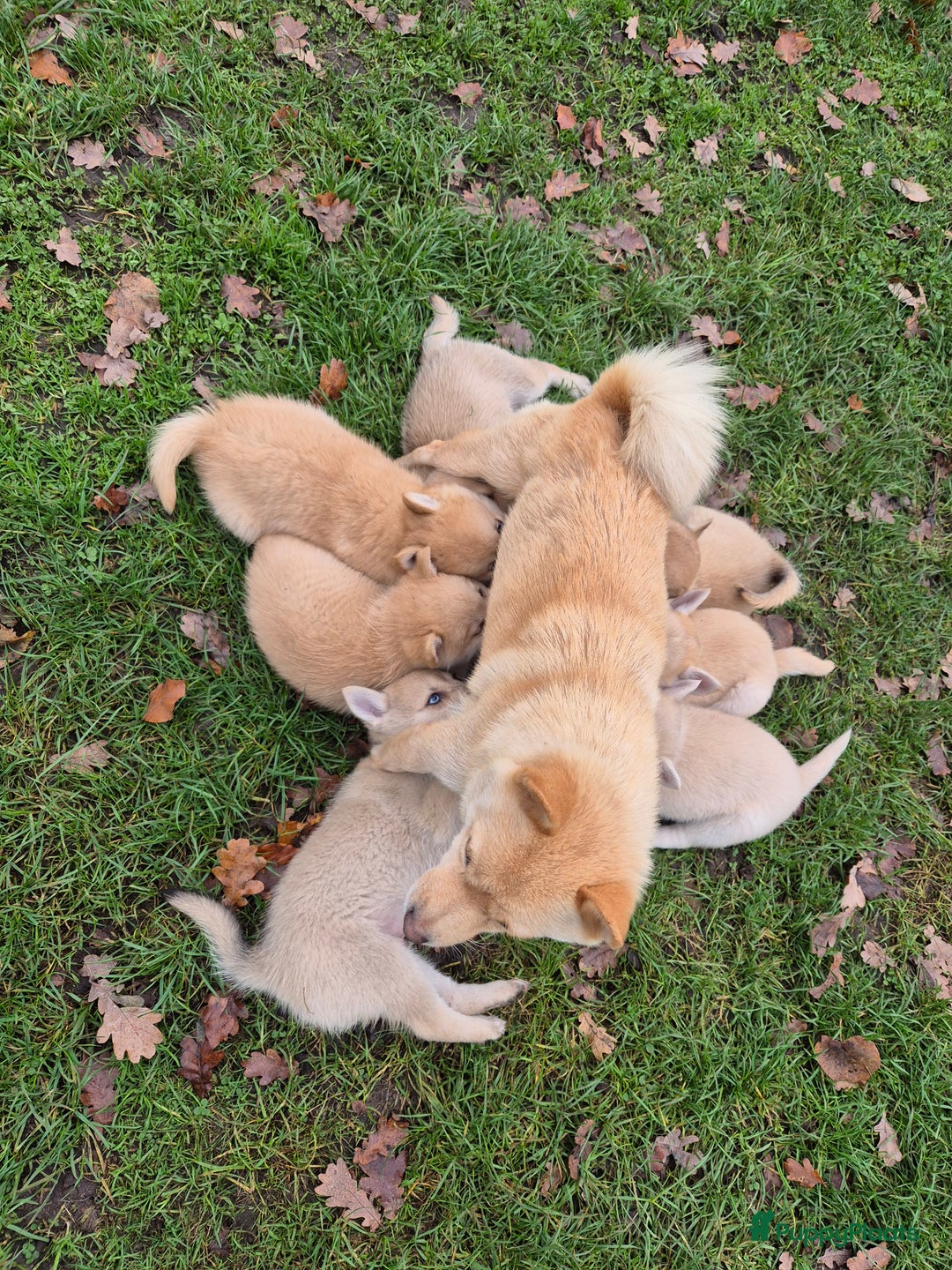 Kruising honden te koop: Pomsky x Shiba inu pups - Advertentie 23