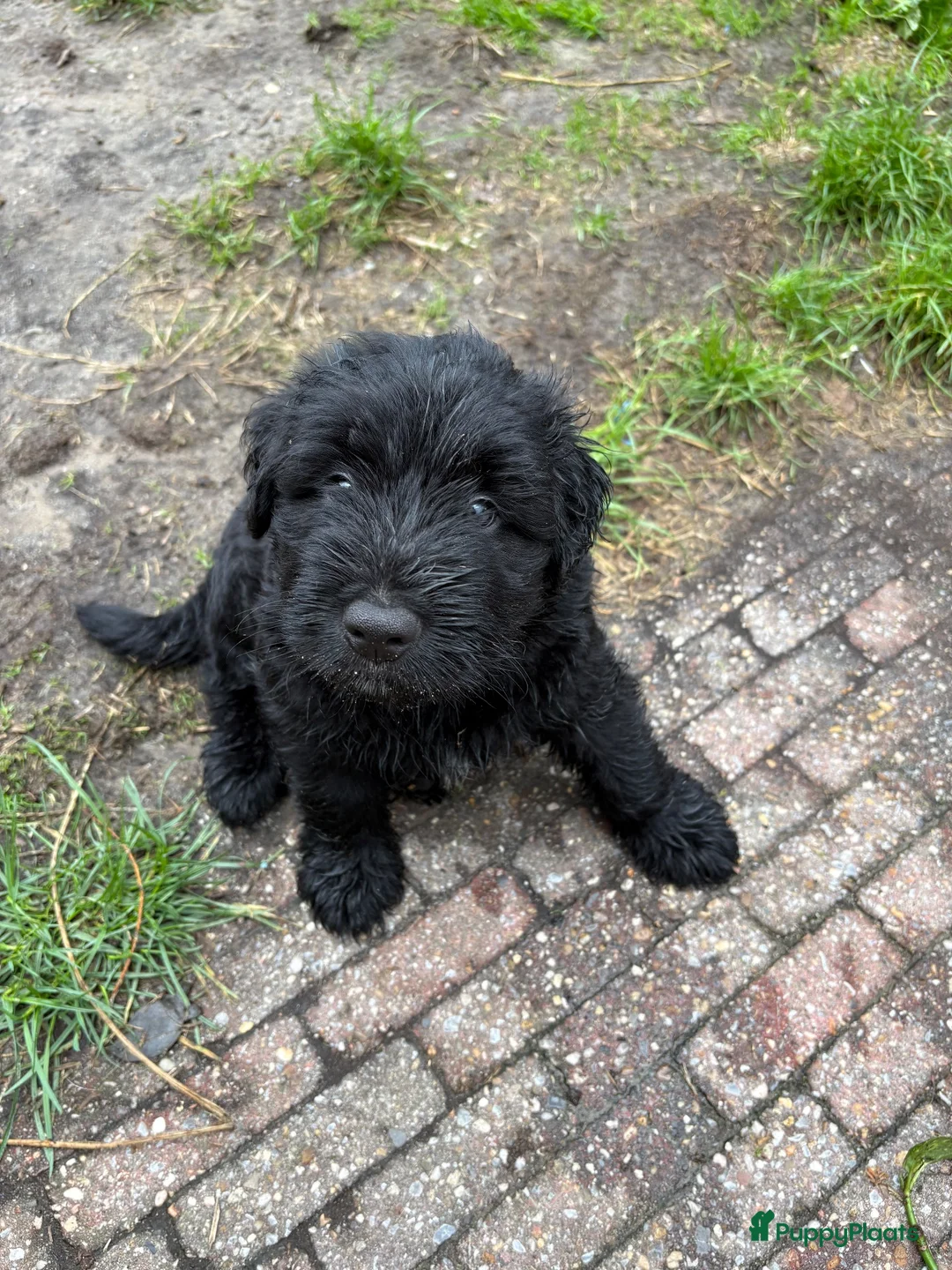 Kruising honden te koop: Bouvier pupjes  in Luyksgestel - Advertentie 2