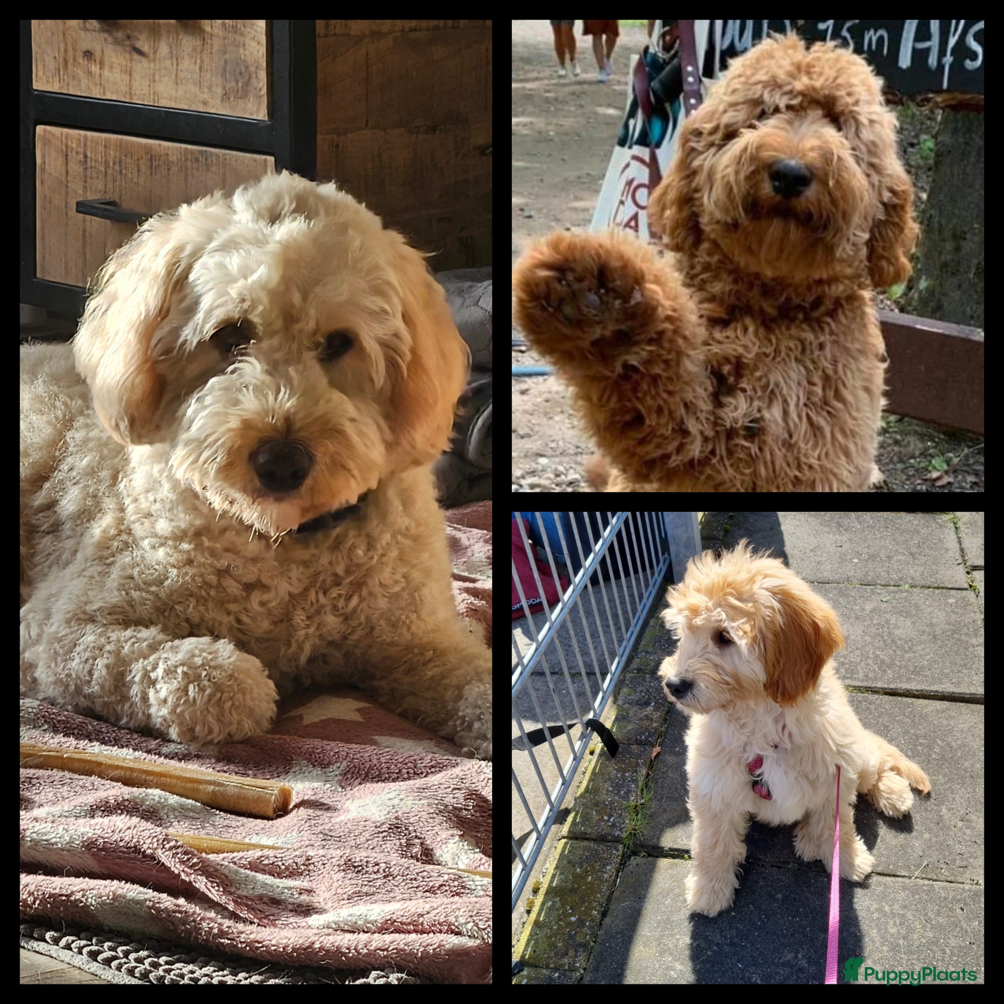 Kruising honden te koop: Prachtige mini doodle pups - Advertentie 8