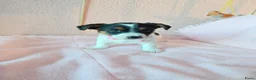 Jack Russel Terriër honden te koop: Super lieve en mooie pups te koop  in Waardenburg - Advertentie 3