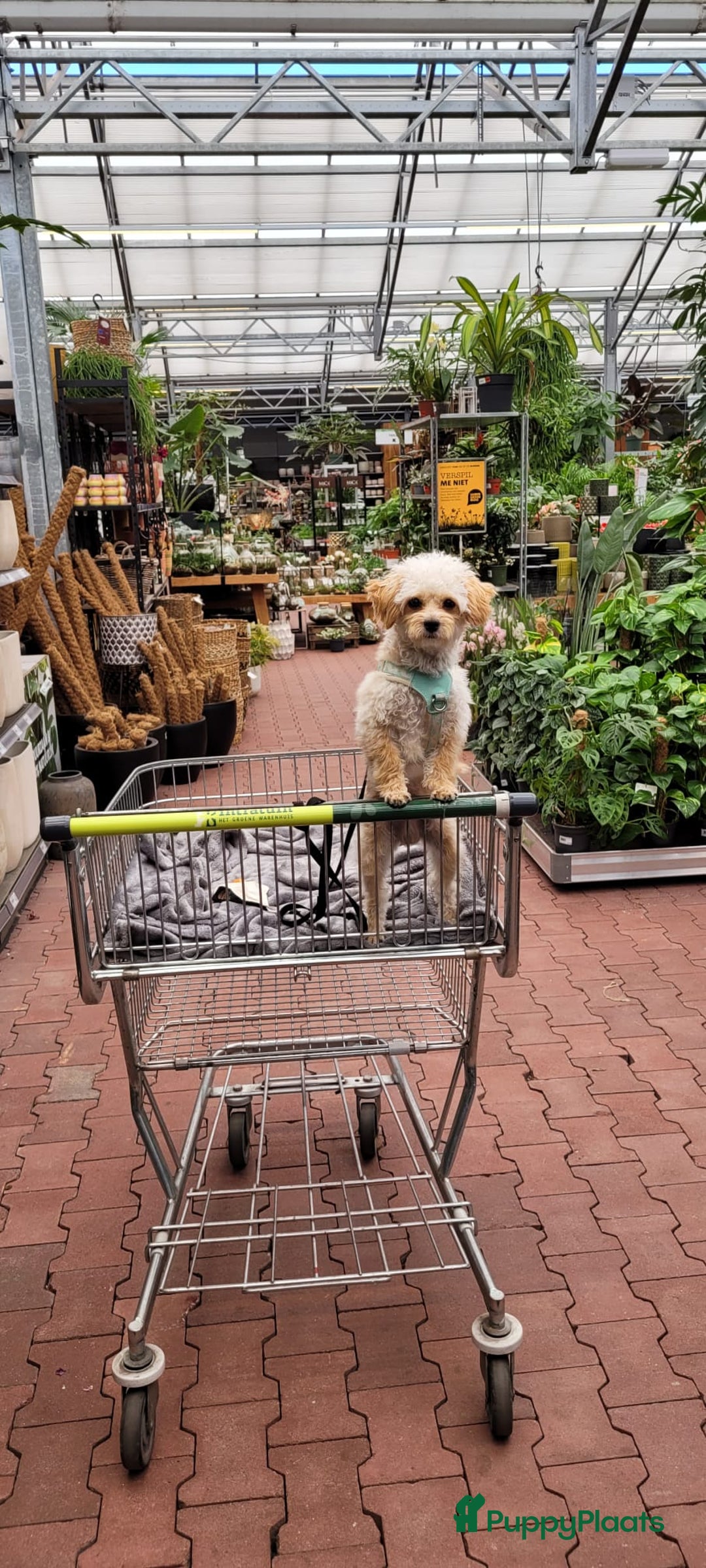 Maltipoo honden ter dekking: Toypoedel/Maltipoo dekreu, grote knuffelkont🥰 - Advertentie 9