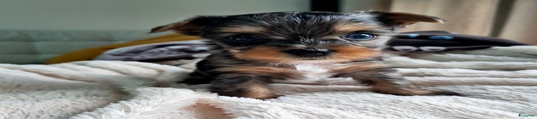 Yorkshire Terriër Puppy 1