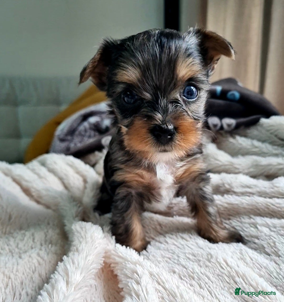 Yorkshire Terriër honden te koop: Yorkshire Terriër pups zoeken een liefdevol thuis! in Kortrijk - Afbeelding 5