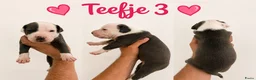 American Staffordshire Terriër honden te koop: Amerikaanse Stafford Pups - Advertentie 5
