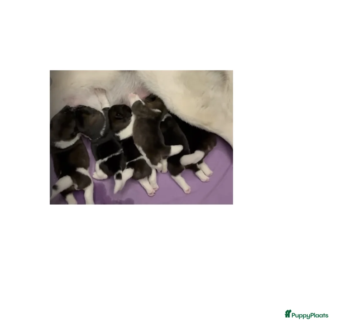 American Akita honden te koop: American akita in Baarle-Nassau - Advertentie 6