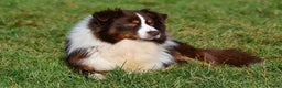 Australian Shepherd honden te koop: Australische herders pups - geboren 17 december - Advertentie 3
