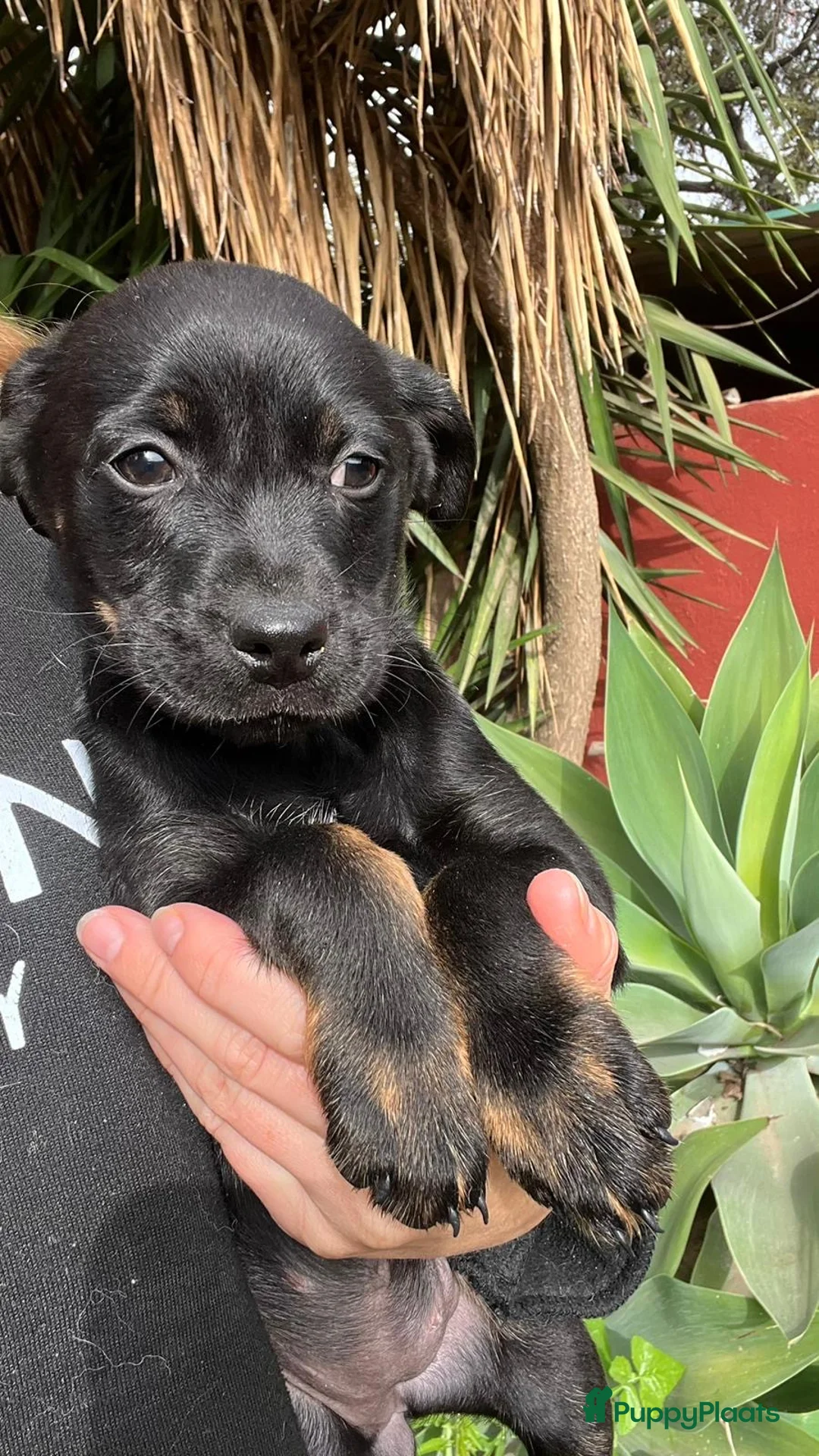 Kruising honden ter adoptie: esmeetje deze lieverd wil een vriendje   - Advertentie 15