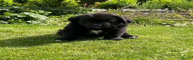 Kruising Puppy 1