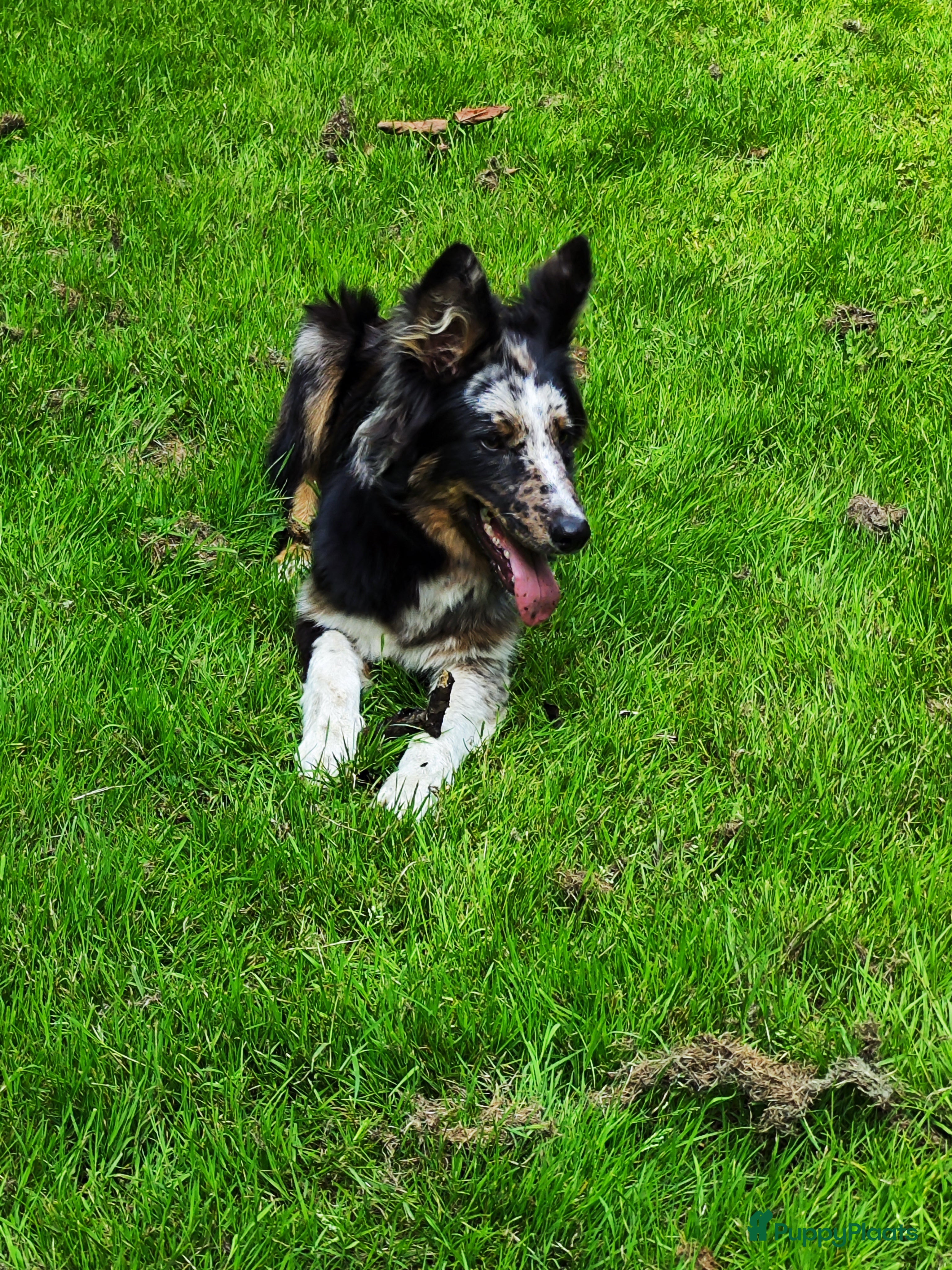 Kruising honden Unieke blue merle &quot;Dollie&quot; reu - Advertentie 1