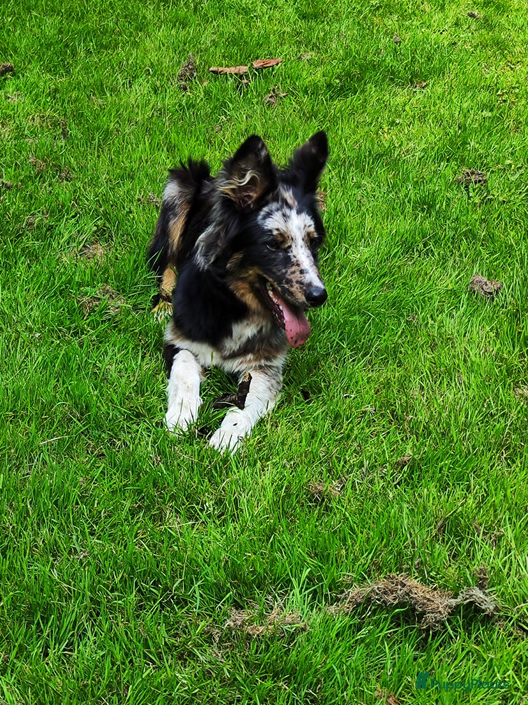 Kruising honden te koop: Unieke blue merle "Dollie" reu - Advertentie 1