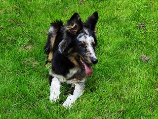 Kruising honden Unieke blue merle "Dollie" reu - Advertentie 11