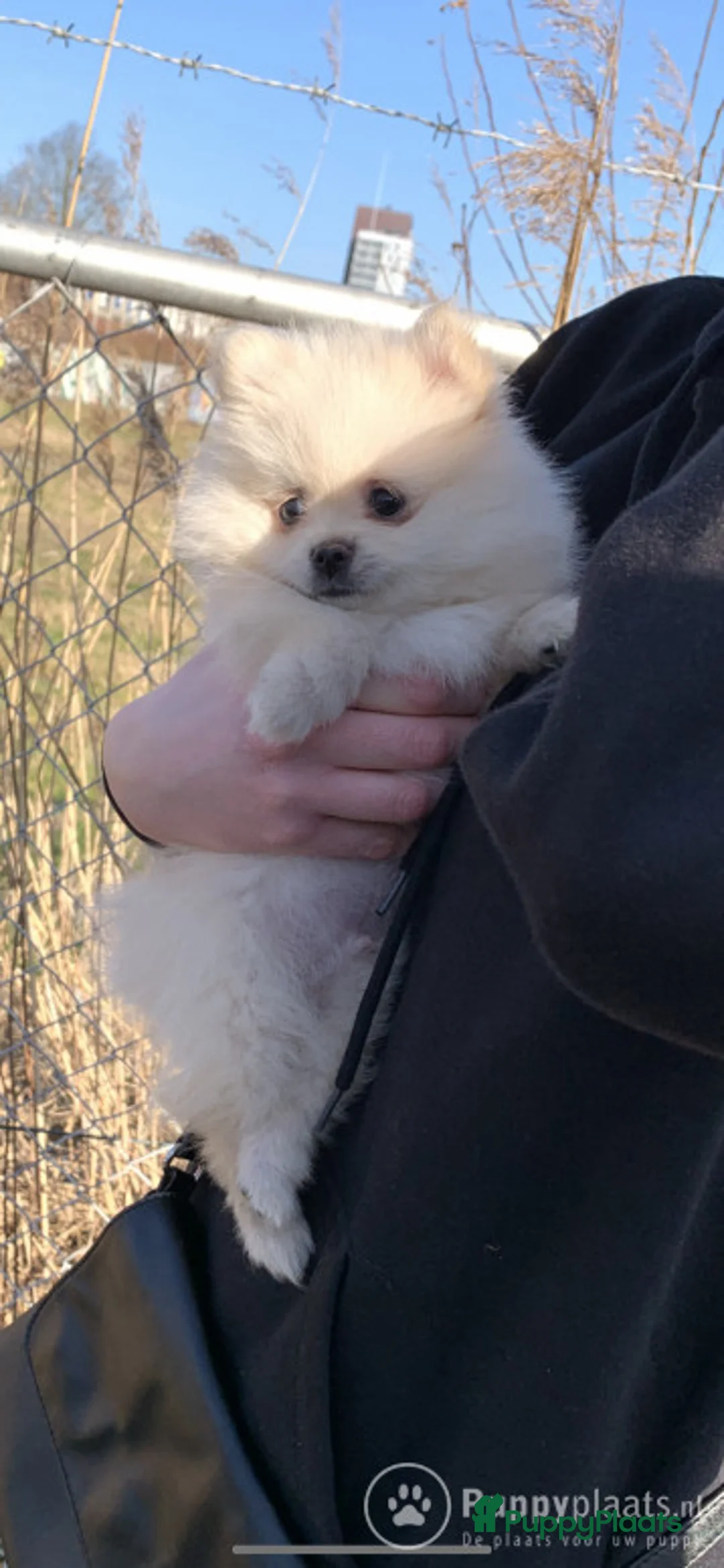 Pomeriaan honden ter dekking: Pomeriaan DEKREU in Groningen - Advertentie 3