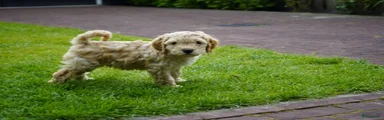 Kruising Puppy 1