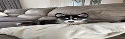 Pomsky honden te koop: Lieve Pomsky pups MOGEN VERHUIZEN  - Advertentie 3