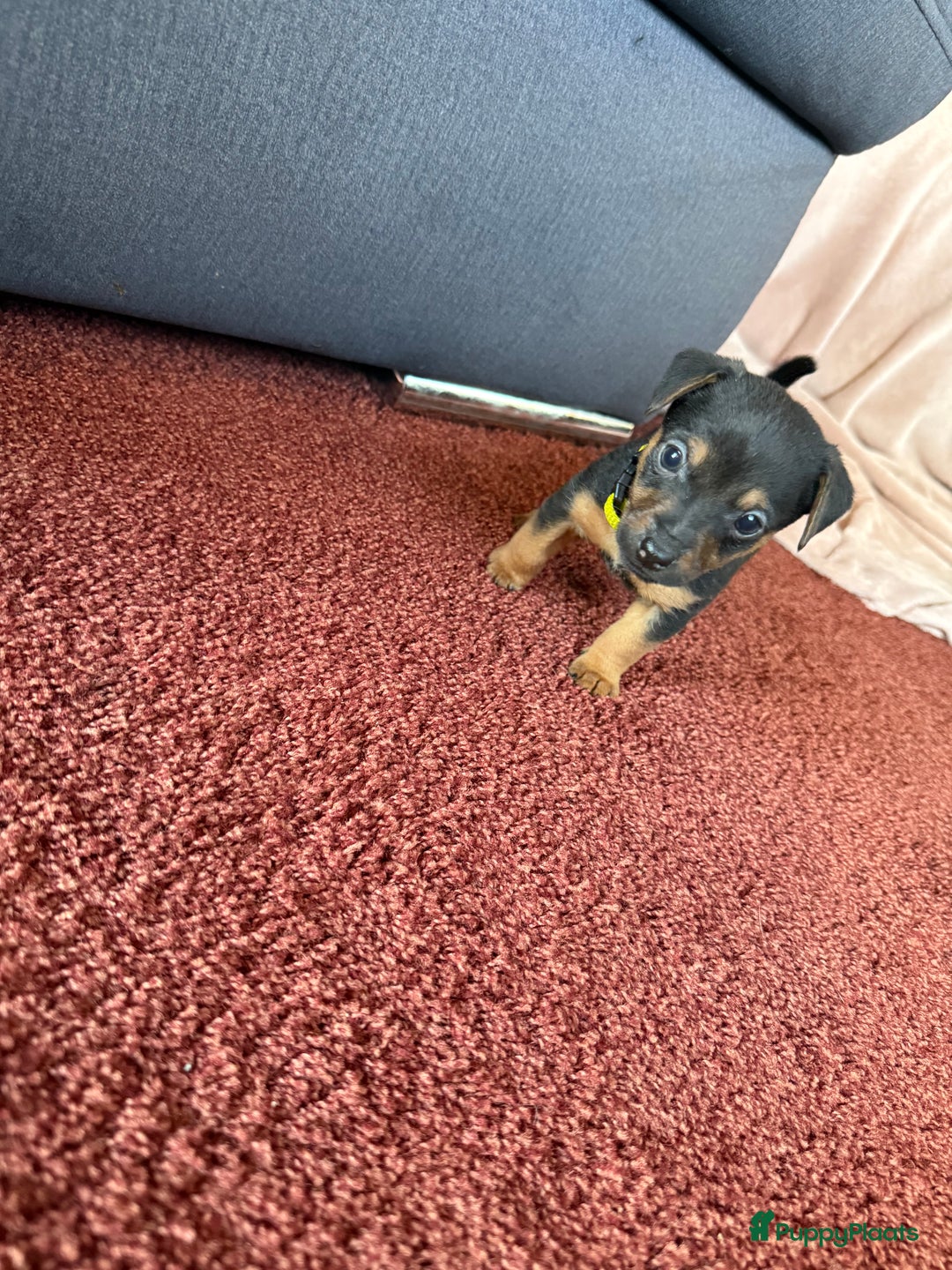 Jack Russel Terriër honden te koop: Jack russel pups - Advertentie 18