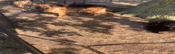 Duitse Herder honden te koop: Langharige Duitse herder puppy’s met rechter rug.  - Advertentie 3
