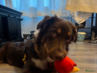 Australian Shepherd honden Australian Shepherd Bobbi - Advertentie 1