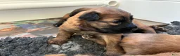 Groenendaeler honden te koop: Baskische herder pups - Advertentie 11