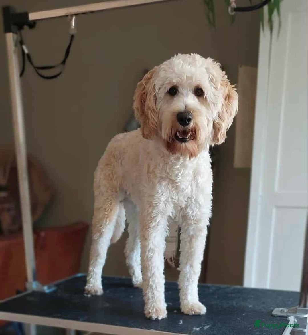 Goldendoodle honden te koop: Prachtige Irish Golden Doodle pups  - Advertentie 3