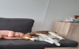 Kooikerhondje honden te koop: Prachtige raszuivere kooikerpups - Afbeelding 4