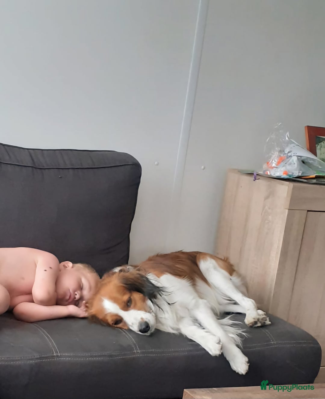Kooikerhondje honden te koop: Prachtige raszuivere kooikerpups - Afbeelding 4