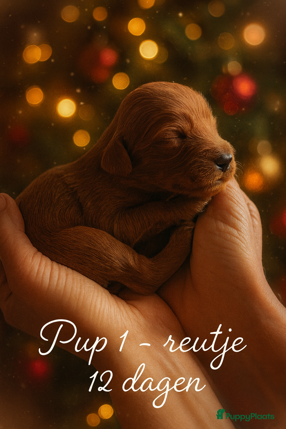 Labradoodle honden te koop: ✨Liefdevol Nest Labradoodle Pups 1 December geb.!✨ - Advertentie 2