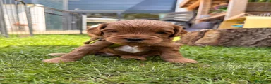 Australian Labradoodle Puppy 1