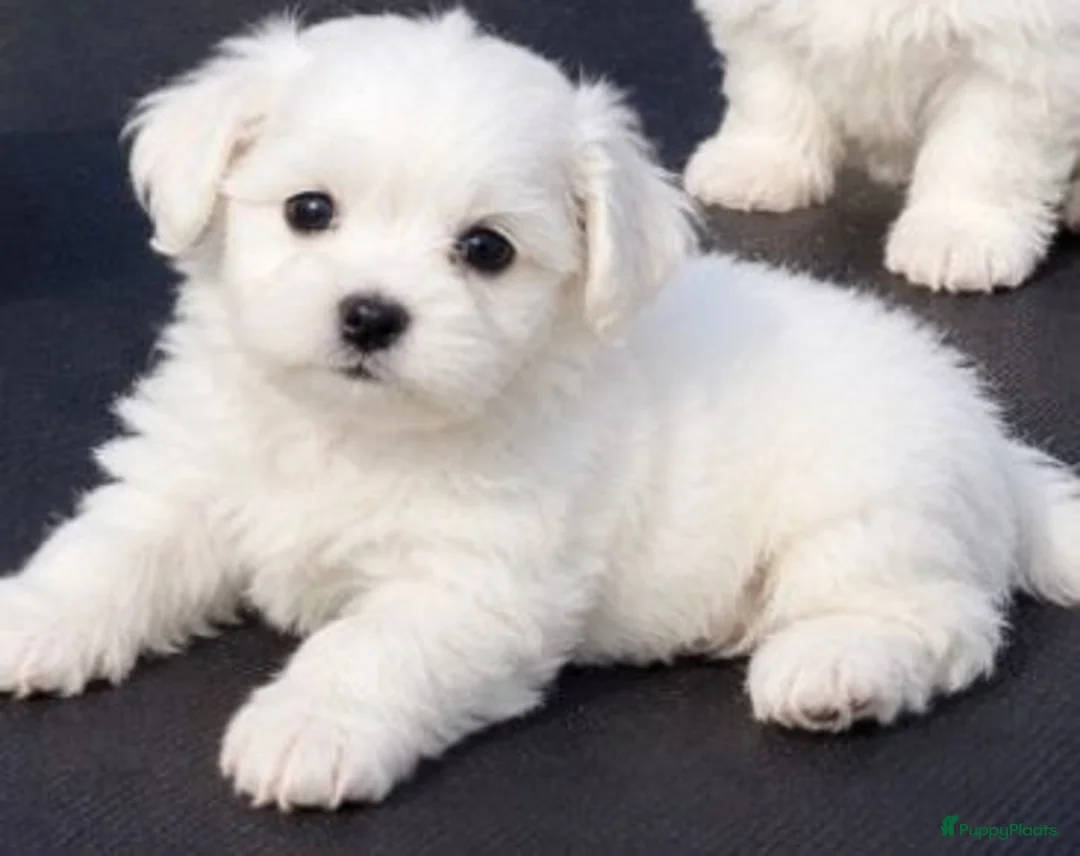 Maltezer honden te koop: Maltezer pups - Advertentie 7