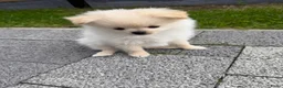 Pomeriaan honden te koop: Pomeriaan reutje - Advertentie 4