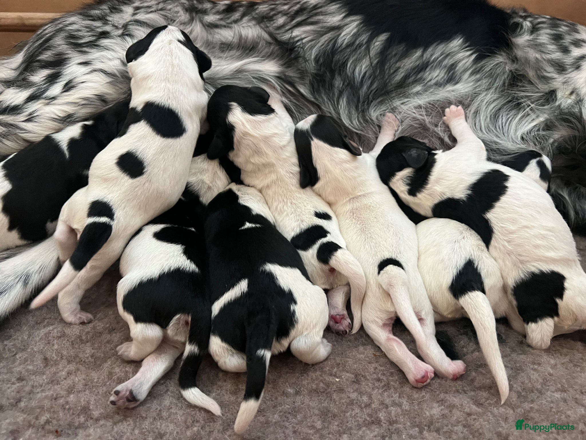 Friese Stabij honden Prachtige Friese Stabij pups - Advertentie 1