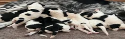 Friese Stabij honden te koop: Prachtige Friese Stabij pups in Rottevalle - Advertentie 1