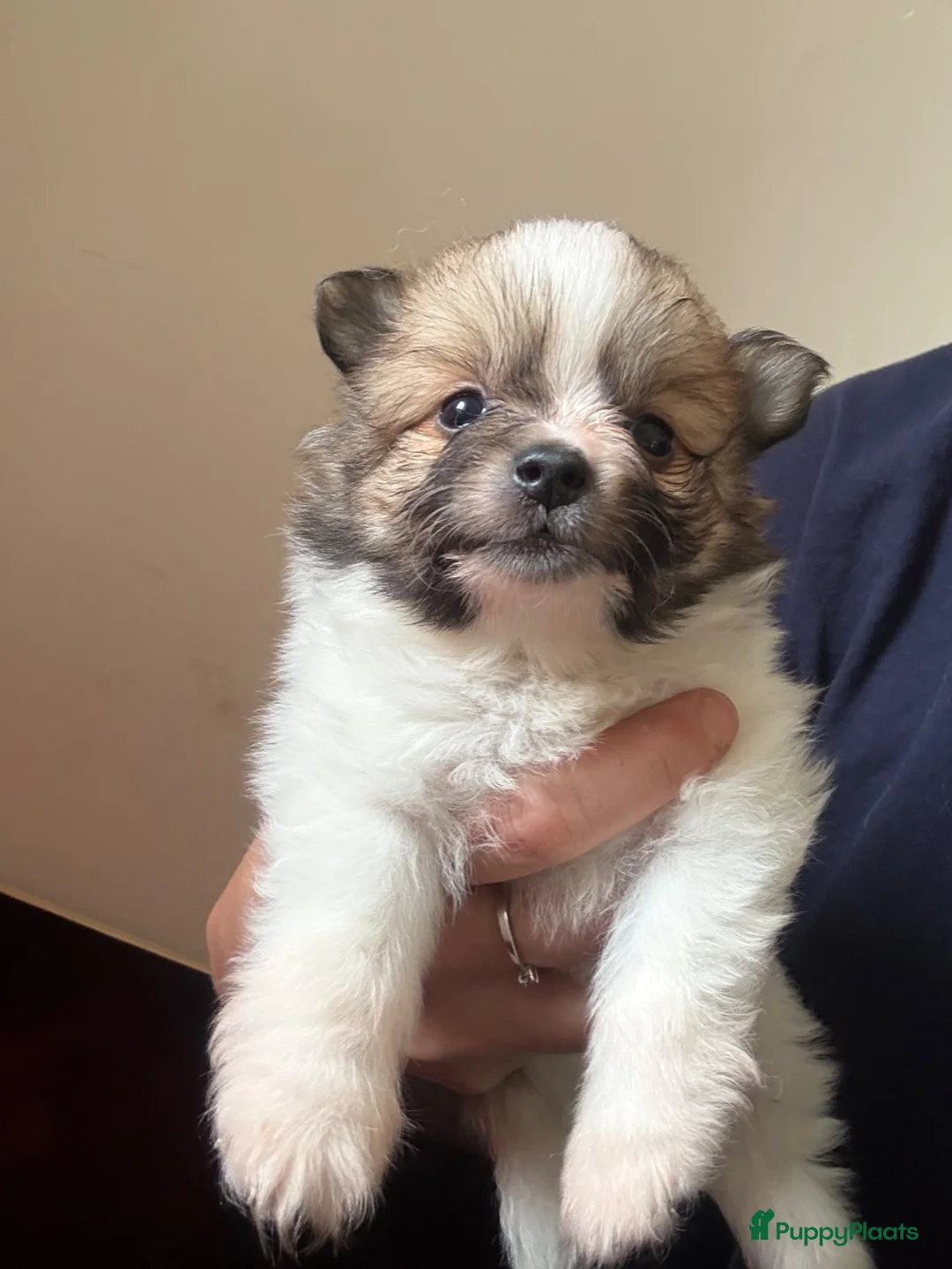 Keeshond honden te koop: Keeshond  - Advertentie 2
