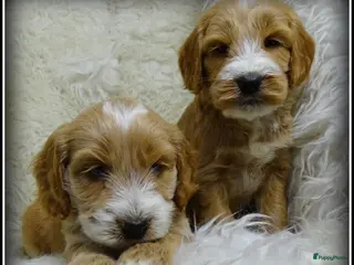 Cockapoo honden Cockapoo pups - Advertentie 1