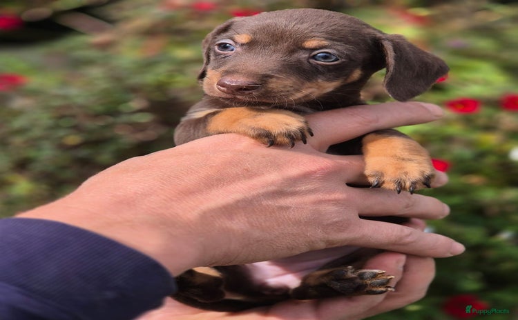 Kruising honden - Advertentie 2