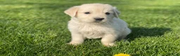 Golden Retriever honden te koop: Golden retriever pups - Advertentie 7