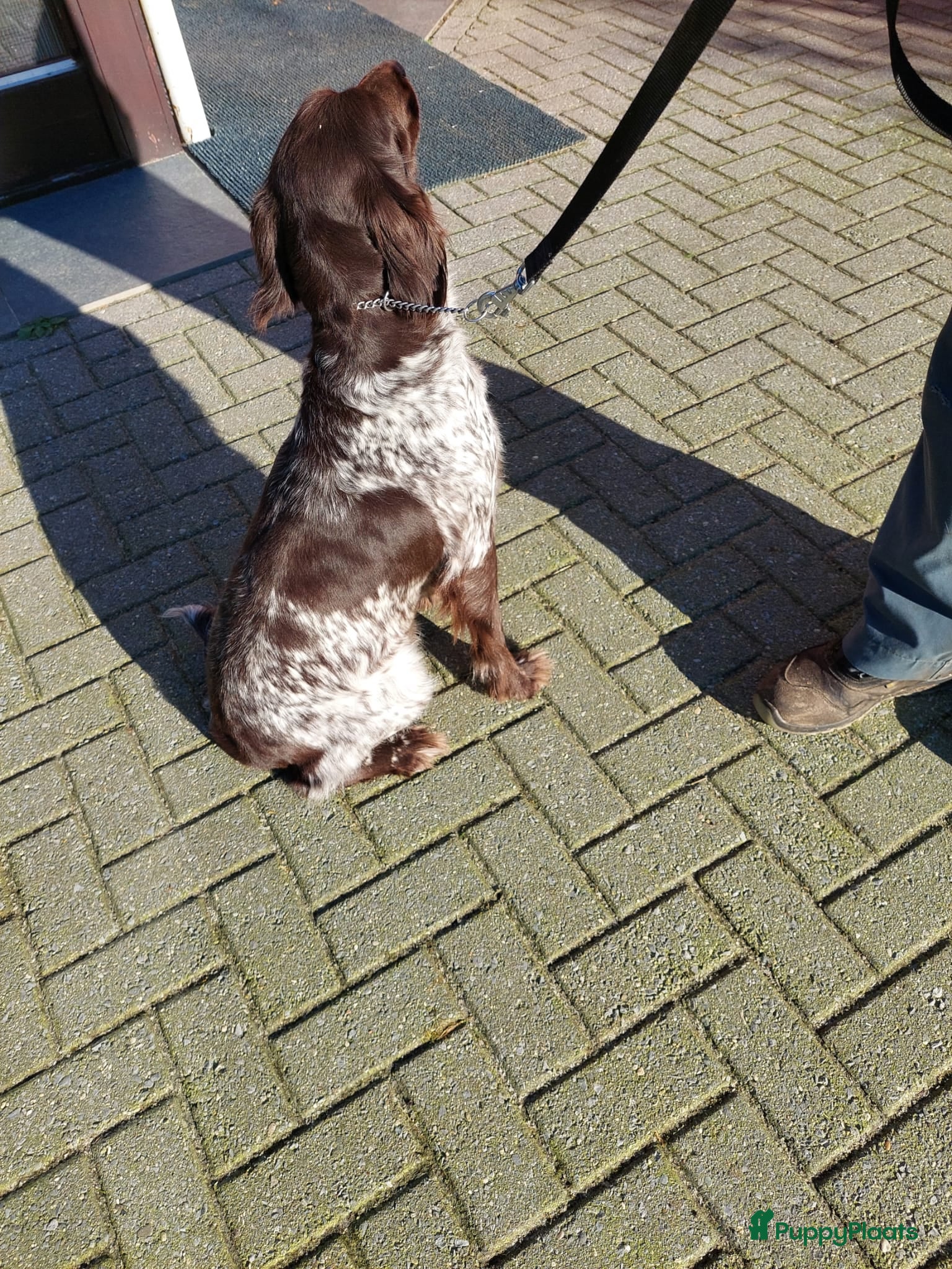 Kruising honden boerenfox x heidewachtel pup - Advertentie 2