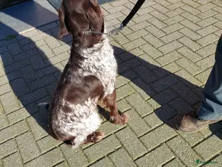 Kruising honden boerenfox x heidewachtel pup - Advertentie 2