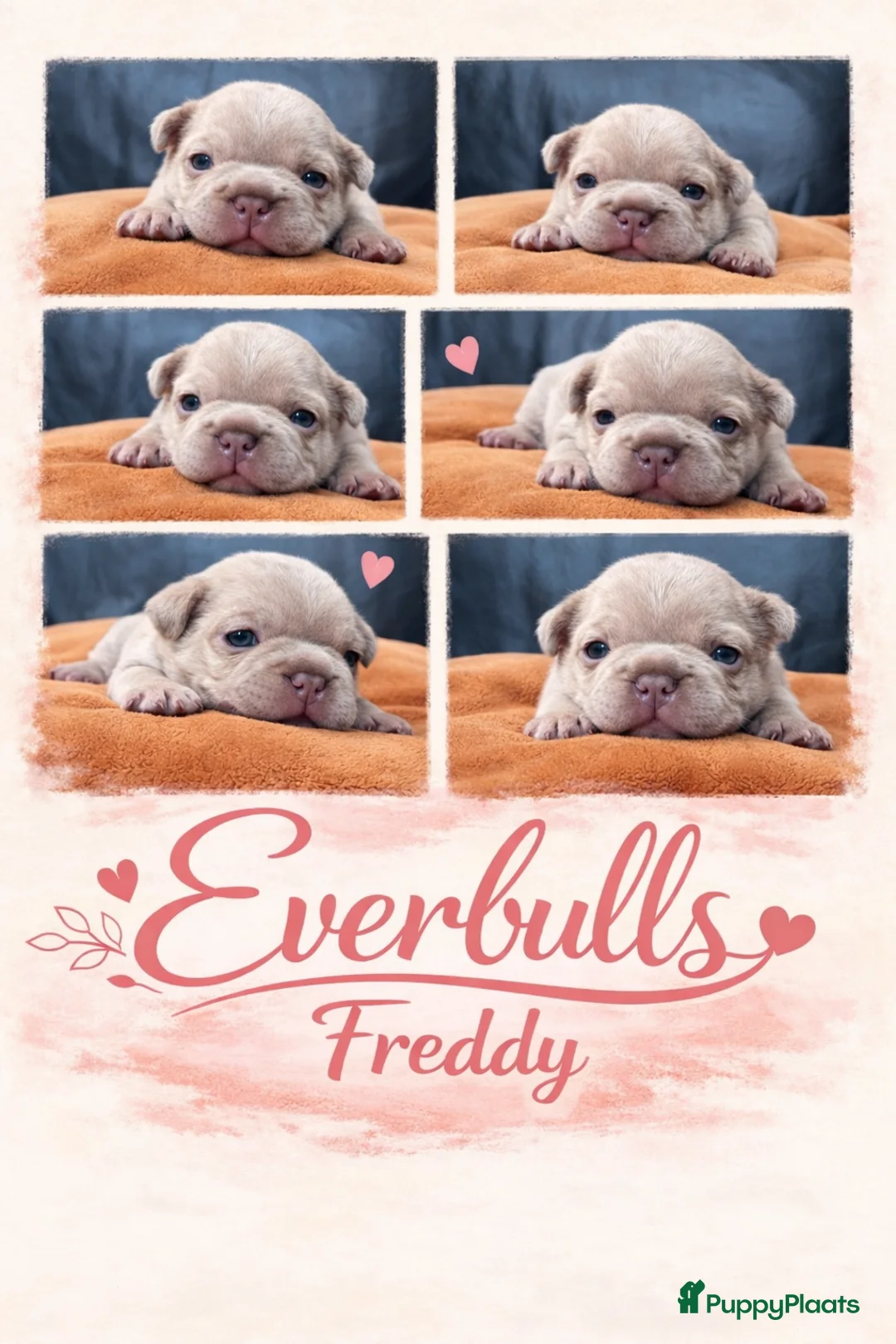 Franse Bulldog honden te koop: Franse Bulldog pups  - Advertentie 3