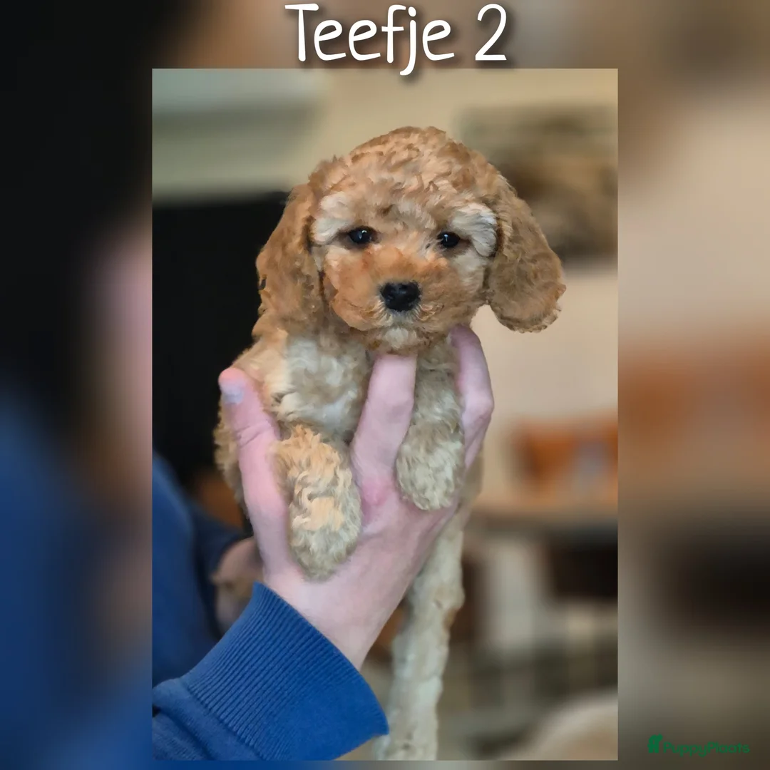 Cavapoo honden te koop: Prachtige Cavapoo pups beschikbaar  - Advertentie 2
